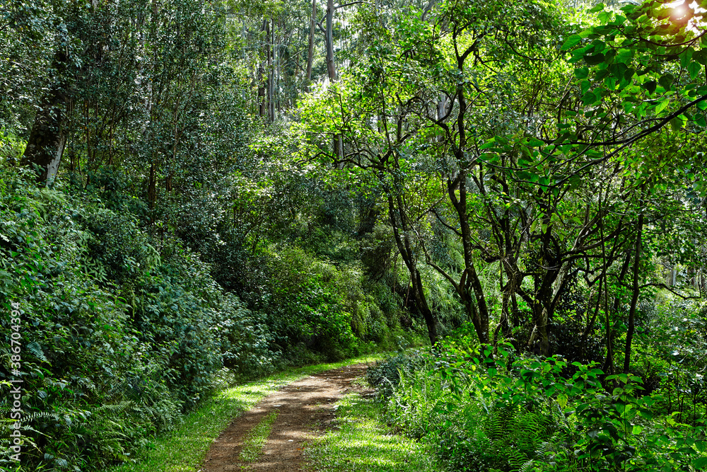 Path running through the lush forests of Kauai in Hawaii Path running through the lush forests of Kauai in Hawaii
