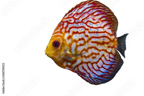 Close up view of gorgeous checkerboard red map discus aquarium fish isolated on white background. Hobby concept.