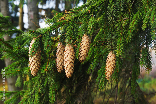 Young fir cones on the branches of spruce.