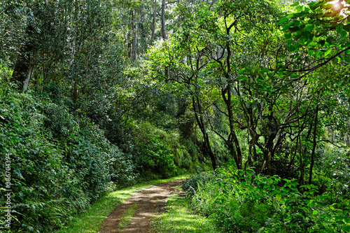 Path running through the lush forests of Kauai in Hawaii