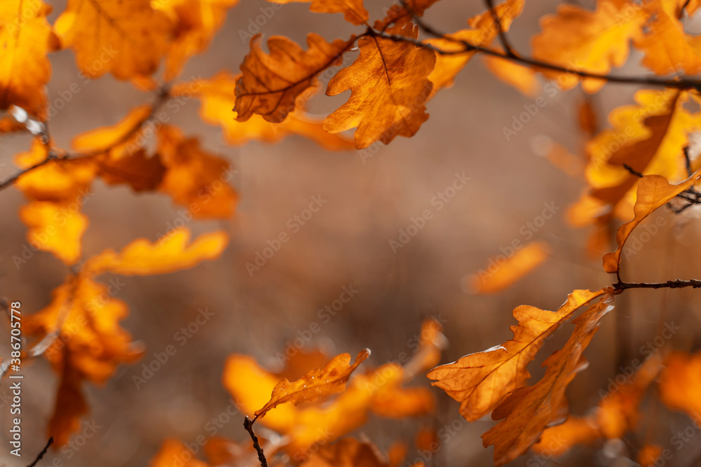 Yellow autumn forest background on bright sunny day. Fall concept. Beautiful natural autumn foliage background for wallpaper design. Yellow autumn forest background on bright sunny day. Fall concept. Beautiful natural autumn foliage background for wallpaper design.