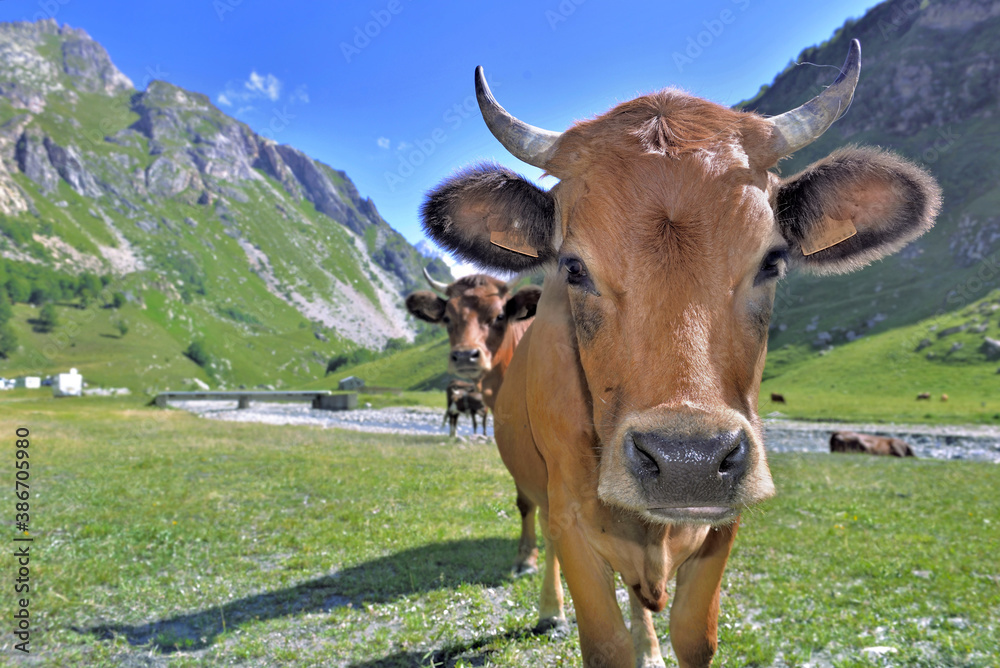 portrait of young alpine brown cows in mountain pasture portrait of young alpine brown cows in mountain pasture