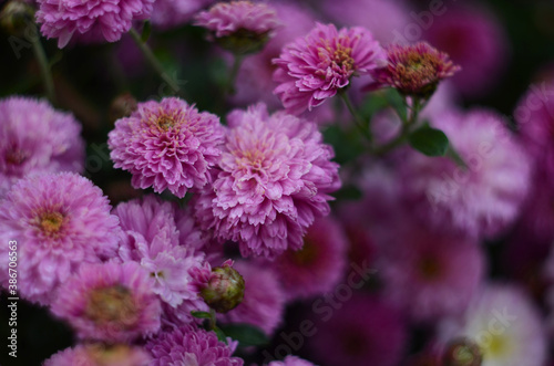 Pink chrysanthemum plant on green. Chrysanthemums annuals flowers branch