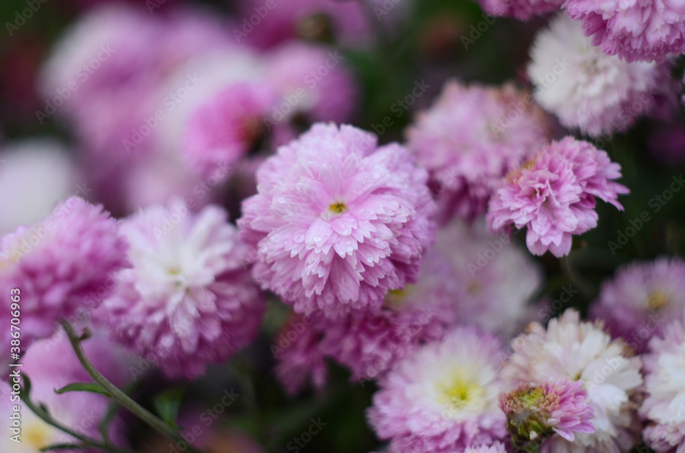 Pink chrysanthemum plant on green. Chrysanthemums annuals flowers branch Pink chrysanthemum plant on green. Chrysanthemums annuals flowers branch