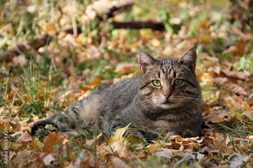 Beautiful tabby cat lies on colorful lawn strewn with autumn leaves. Lawn is green with yellow and brown leaves.