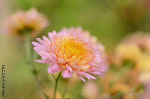 Pink chrysanthemum plant on green. Chrysanthemums annuals flowers branch © maria