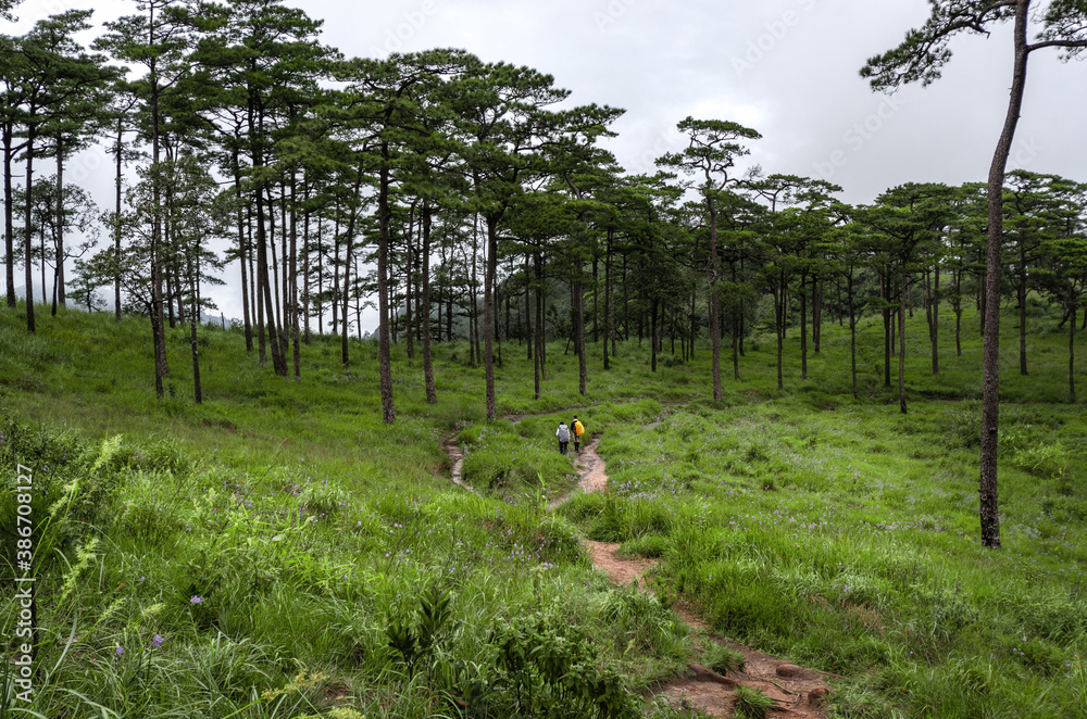 Pine forest on Phu Soi Dao A place for hikers to travel nature, Phu Soi Dao, Thailand. Pine forest on Phu Soi Dao A place for hikers to travel nature, Phu Soi Dao, Thailand.