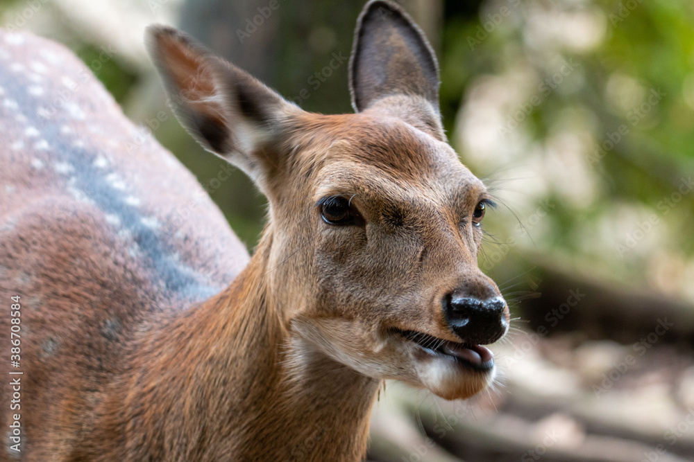 close deer observing the area for enemys in autumn