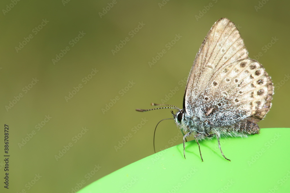 Fototapeta premium butterfly on leaf