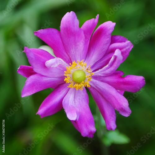 Closeup of a pink japanese anemone flower with yellow centre