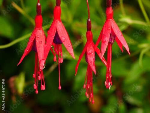 Closeup of group of red and purple fuchsia flowers