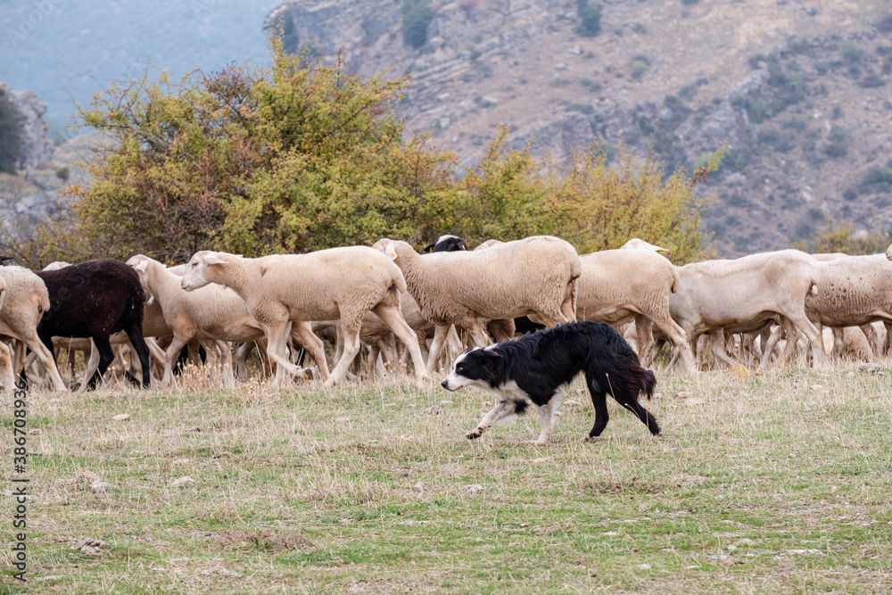 sheepdog leading a flock of sheep, Gollorio, Guadalajara, Spain sheepdog leading a flock of sheep, Gollorio, Guadalajara, Spain