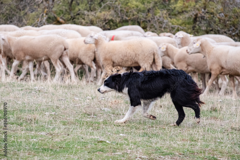 sheepdog leading a flock of sheep, Gollorio, Guadalajara, Spain sheepdog leading a flock of sheep, Gollorio, Guadalajara, Spain