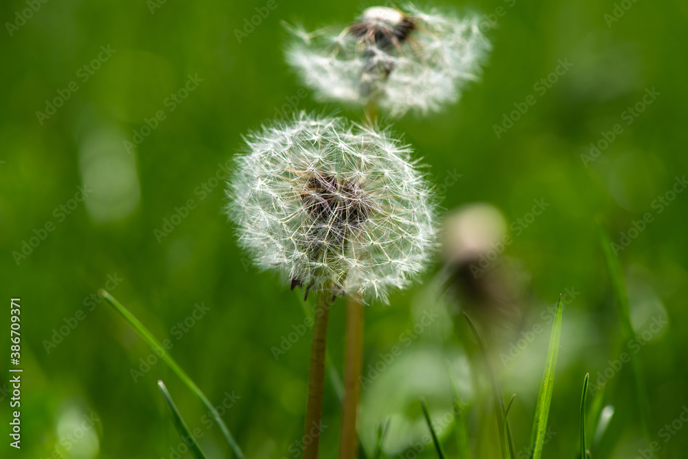Fototapeta premium Nice faded dandelion in green grass sunny summer day