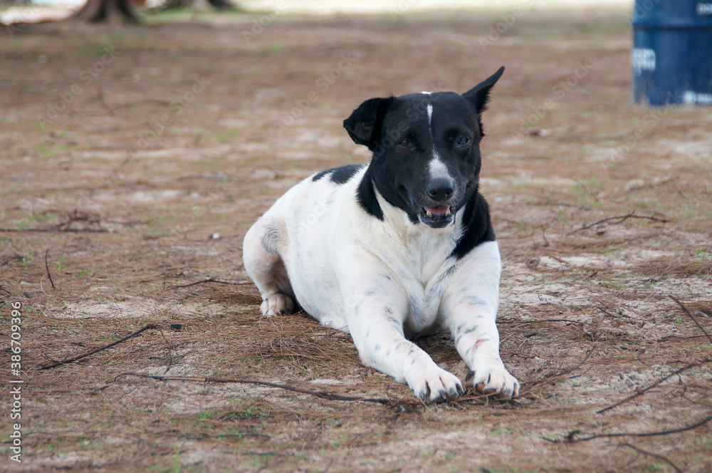 Stray dog relaxing on a beach in Cambodia