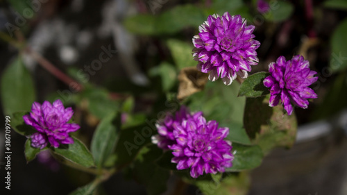 Obraz na płótnie flowers of a lilac w salonie