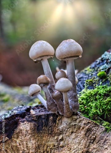 Pilze im Herbst Wald