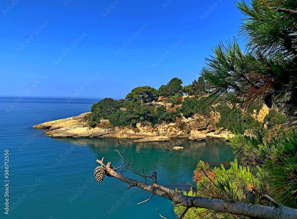 Naklejka premium Mediterranean coast of the island, lush evergreen pine branch over turquoise calm sea water in clear sunny day