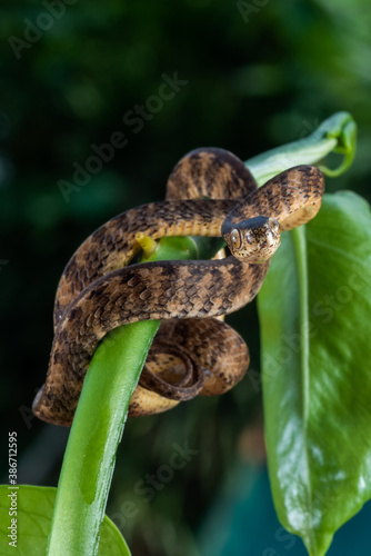 Keeled slug snake