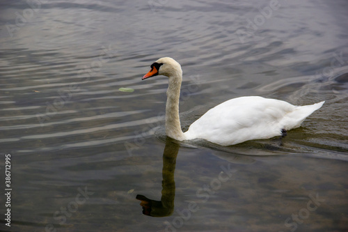 swan on the lake