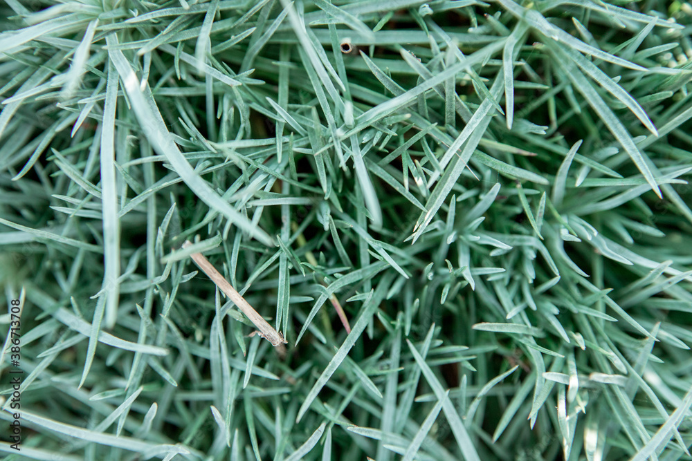 Background of grass leaves.Natural texture. The beauty in nature. Background of grass leaves.Natural texture. The beauty in nature.