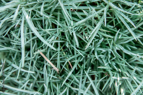 Background of grass leaves.Natural texture. The beauty in nature.