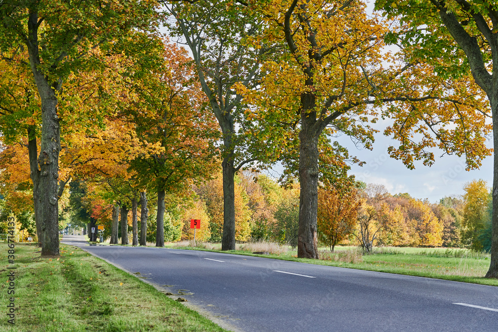 Landscape with an avenue and colorful autumn trees in the surrounding region of Berlin.