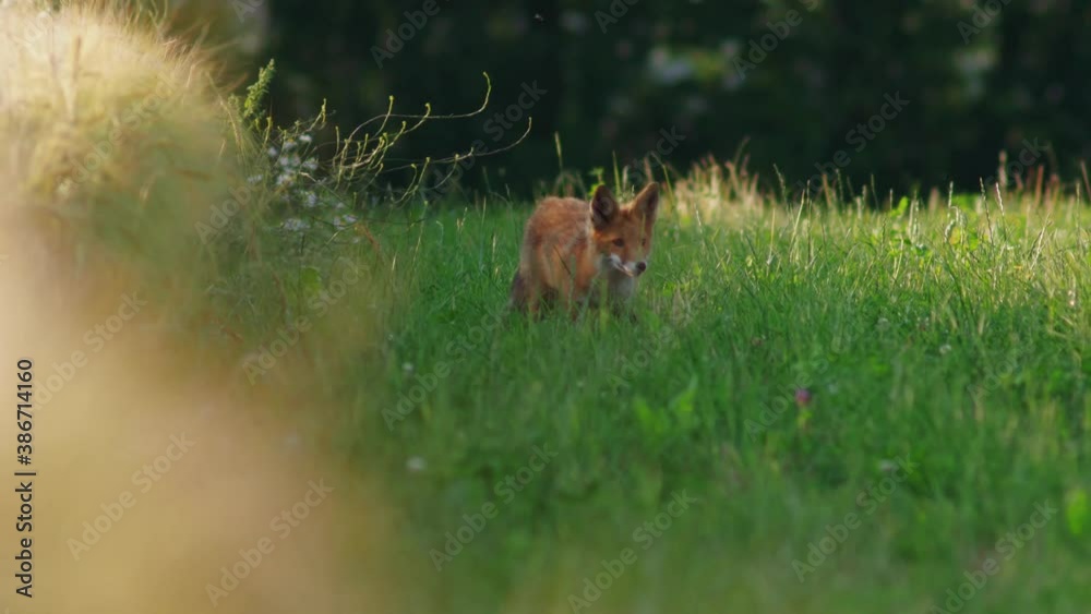 Young Fox is looking for food in the fields a summer-evening in Jutland, Denmark (Ung ræv leder efter mad på en mark en sommer aften i Jylland) Young Fox is looking for food in the fields a summer-evening in Jutland, Denmark (Ung ræv leder efter mad på en mark en sommer aften i Jylland)