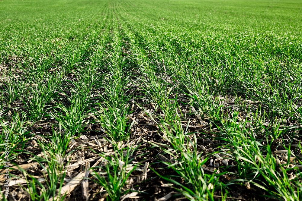 Pattern of winter crops. Filled frame with green grass. Pattern of winter crops. Filled frame with green grass.