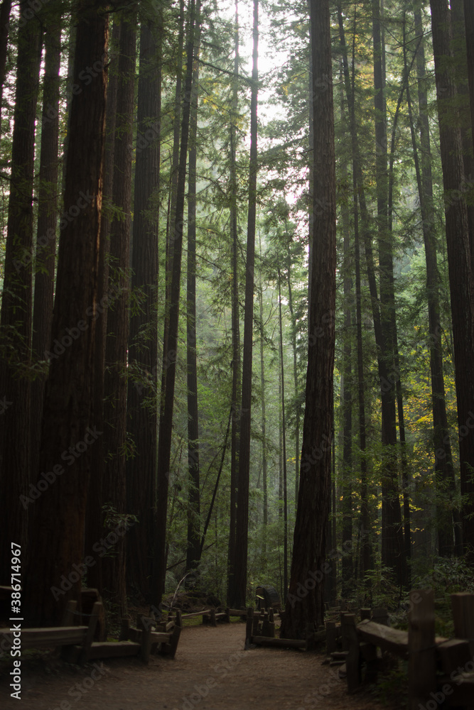 Obraz premium Big Trees