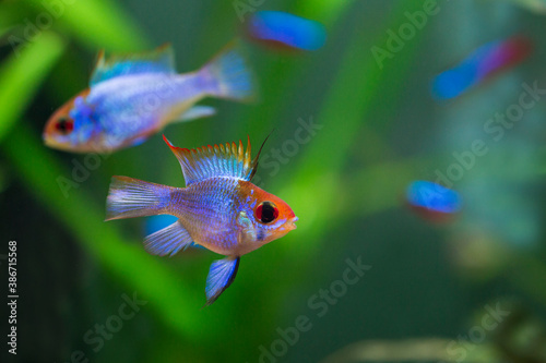 Electric Blue Ram (Mikrogeophagus ramirezi) pair photo