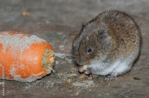 Tundra Vole (Microtus oeconomus) on Barents Sea coast, Timan tundra, Arctic,Russia photo