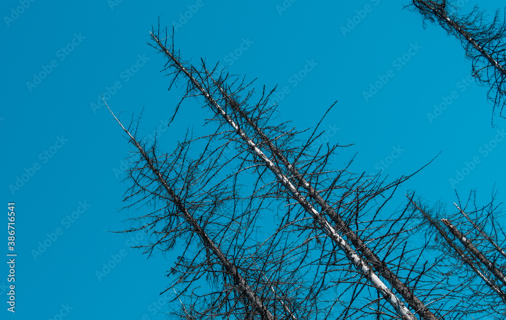 Fototapeta premium A dried tree against a blue sky.
