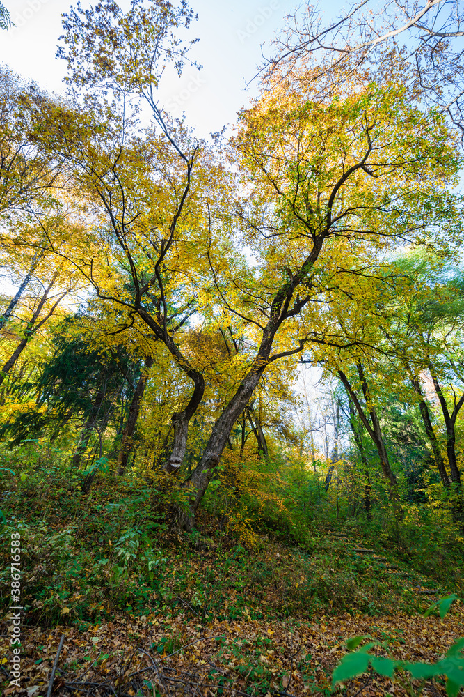 Beautiful autumn landscape in Vanadzor's botanical garden