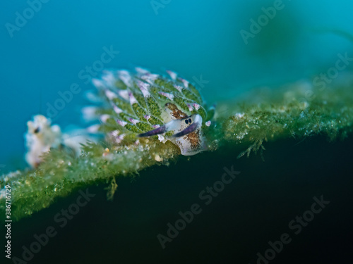 Kuro Sapsucking Slug (Costeasiella kuroshimae) photo