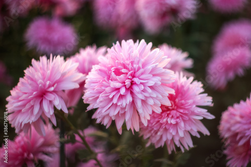 Background of pink chrysanthemums with a copy of the space. Beautiful bright chrysanthemums bloom in autumn in the garden.