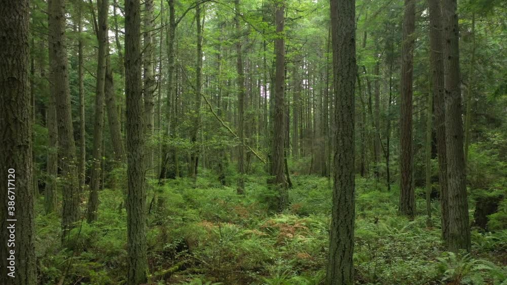 Lush Green Pacific Northwest Rain Forest. Inspiring trip traveling through this dense Douglas Fir and verdant green understory. Nature at its finest. Lush Green Pacific Northwest Rain Forest. Inspiring trip traveling through this dense Douglas Fir and verdant green understory. Nature at its finest.
