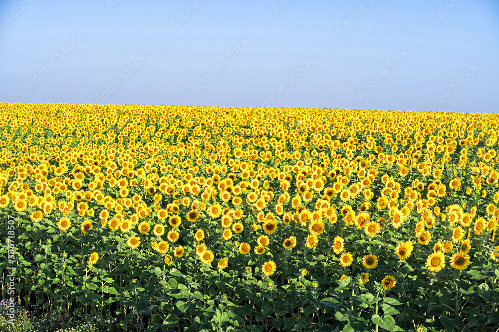 Field with sunflowers, bright yellow flowers. Panoramic shot of ripe seeds in close-up. Seeds that make sunflower oil.