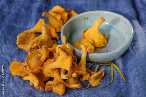 Scattered chanterelle mushrooms and a ceramic pale blue plate on a blue linen tablecloth.