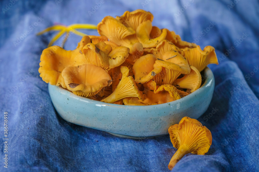 Chanterelle mushrooms in a ceramic pale blue plate on a blue canvas. Chanterelle mushrooms in a ceramic pale blue plate on a blue canvas.