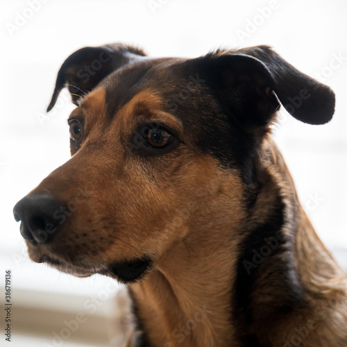 close up of a dog photo