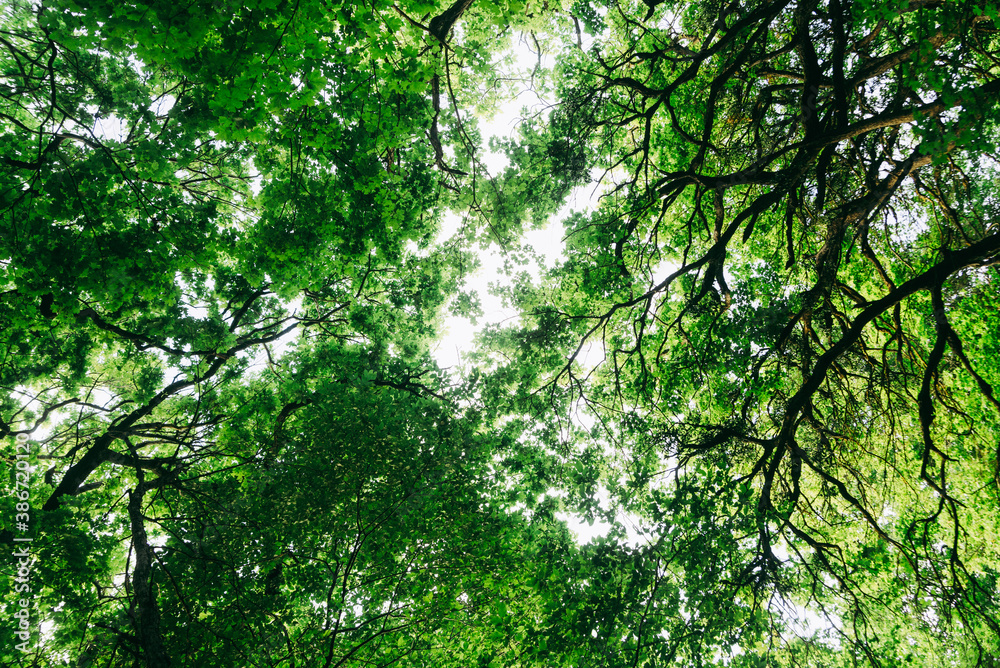 Fototapeta premium Green tree branches looking up