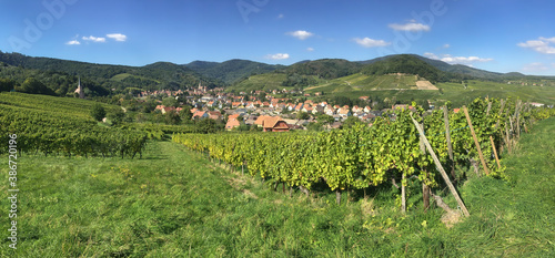 Among the idyllic vineyards in Alsace  France