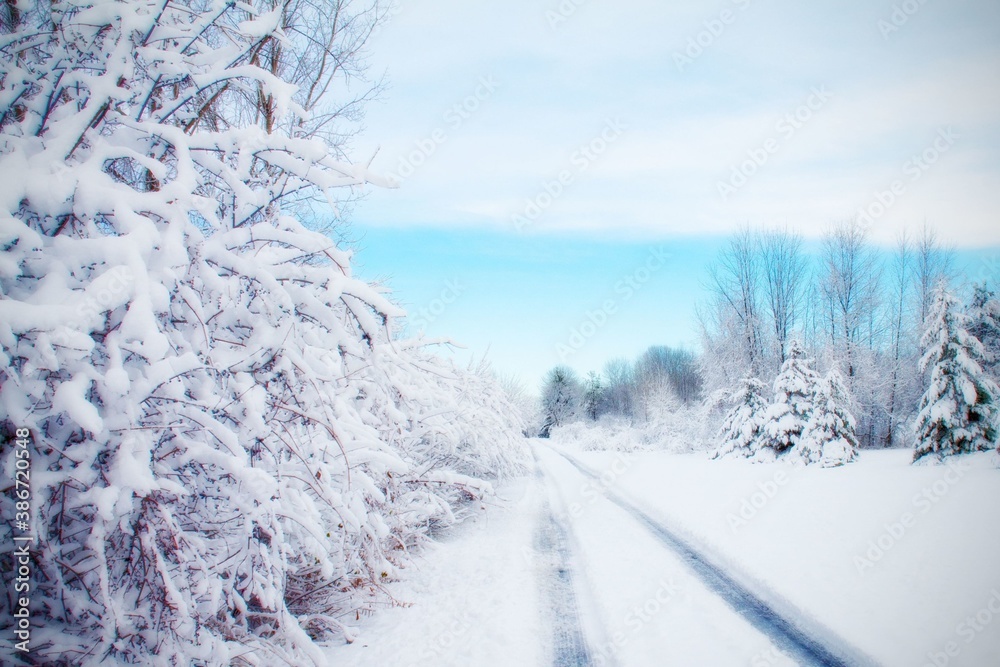 Obraz premium winter road in the forest