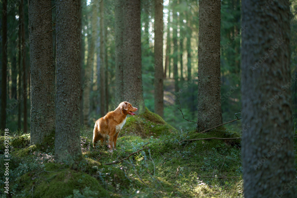 dog in forest. red Nova Scotia Duck Tolling Retriever in nature, sunlight