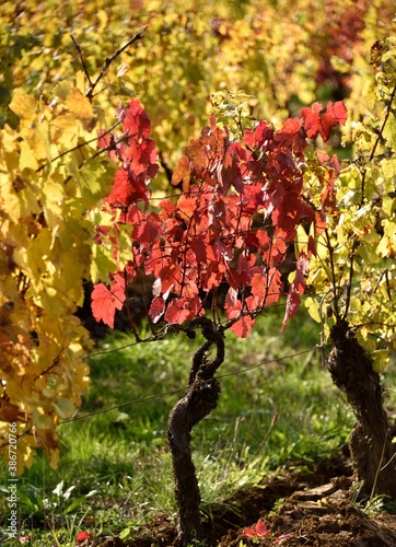 Vignoble en automne