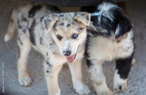 Little Border Collie Blue Merle puppy photo