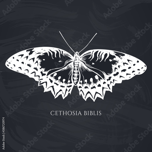 Vector set of hand drawn chalk red lacewing