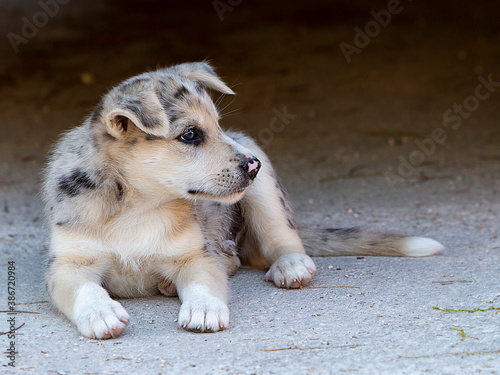 Little Border Collie Blue Merle puppy photo