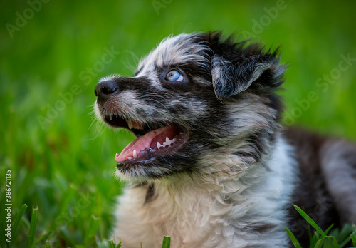 Little Border Collie Blue Merle puppy